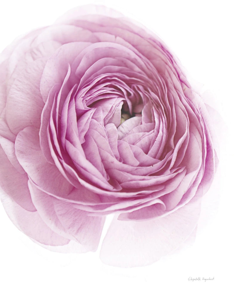 Pink Lady III by Elizabeth Urquhart