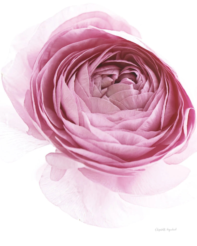 Pink Lady IV by Elizabeth Urquhart