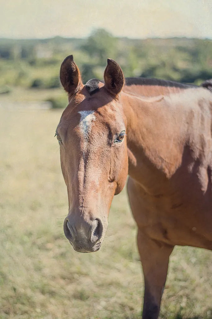 Polo Pony II by Elizabeth Urquhart. SKU 30340h. Archival Giclee Fine art print for wall decor.