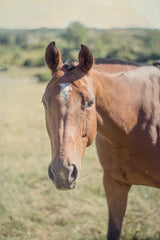 Polo Pony II by Elizabeth Urquhart. SKU 30340h. Archival Giclee Fine art print for wall decor.