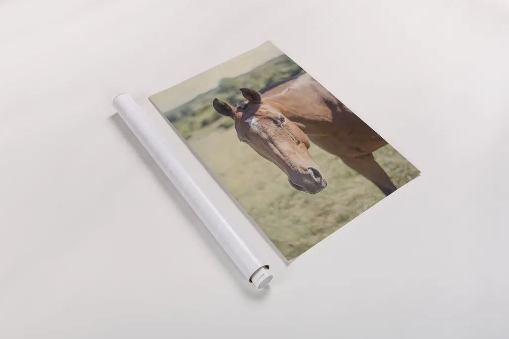 Polo Pony II by Elizabeth Urquhart. shown as a rolled paper print. Available as archival giclee rolled canvas, fine art paper, or poster print. SKU 30340h.