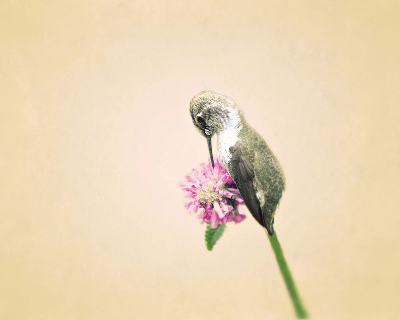 Resting II by Elizabeth Urquhart