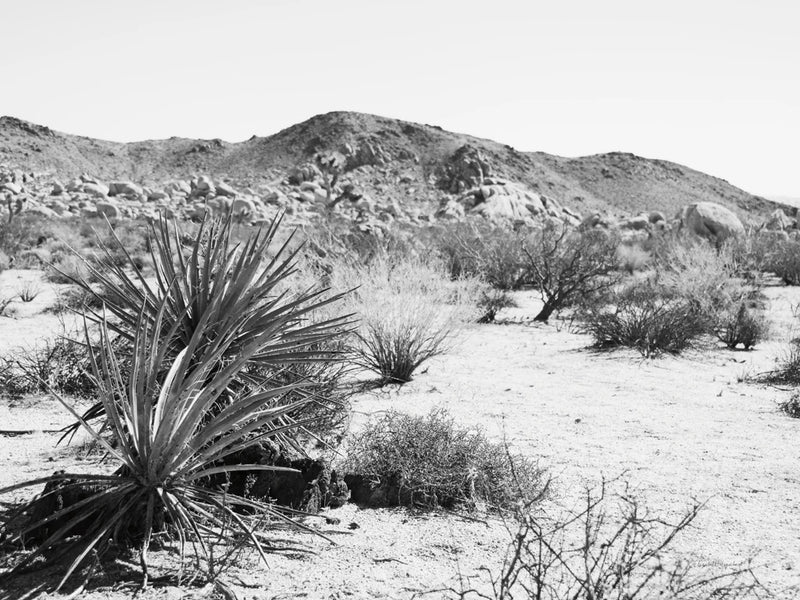Road Trip II Crop by Elizabeth Urquhart