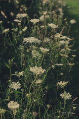 Running Wild I by Elizabeth Urquhart. SKU 74449h. Archival Giclee Fine art print for wall decor.