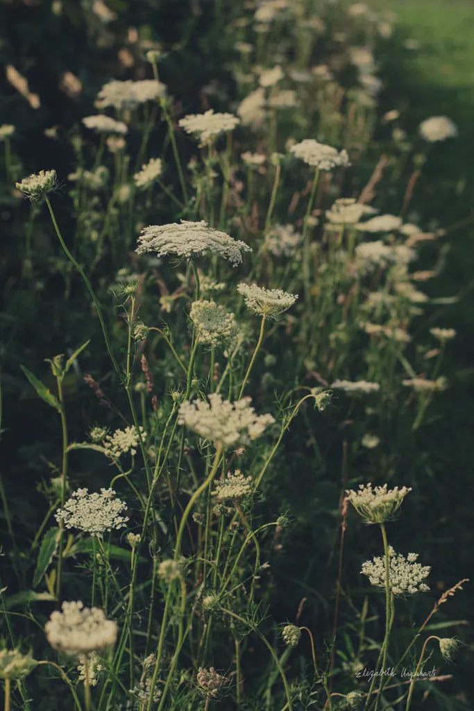 Running Wild I by Elizabeth Urquhart. SKU 74449h. Archival Giclee Fine art print for wall decor.