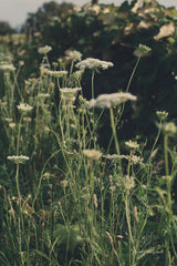 Running Wild II by Elizabeth Urquhart. SKU 74450h. Archival Giclee Fine art print for wall decor.