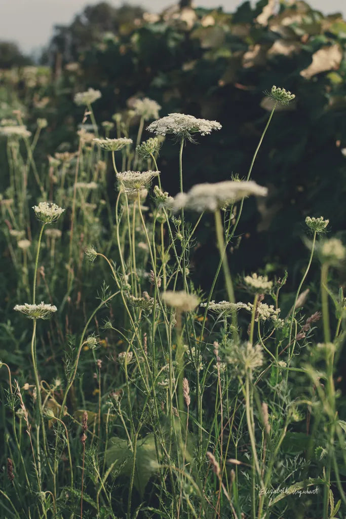 Running Wild II by Elizabeth Urquhart. SKU 74450h. Archival Giclee Fine art print for wall decor.