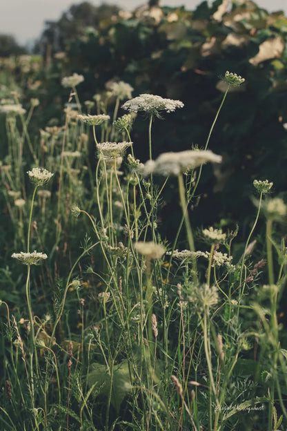 Running Wild II by Elizabeth Urquhart. SKU 74450h. Archival Giclee Fine art print for wall decor.