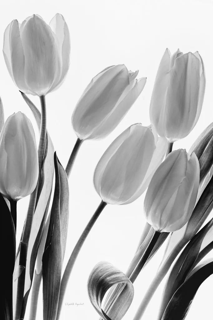 Shadows and Light I by Elizabeth Urquhart. SKU 33350h. Archival Giclee Fine art print for wall decor.