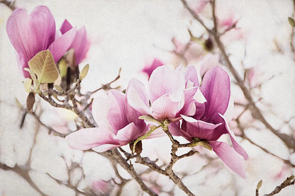 Spring is In the Air III by Elizabeth Urquhart. SKU 25514i. Archival Giclee Fine art print for wall decor.
