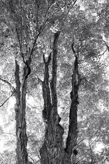 Stand Tall I by Elizabeth Urquhart. SKU 30341h. Archival Giclee Fine art print for wall decor.