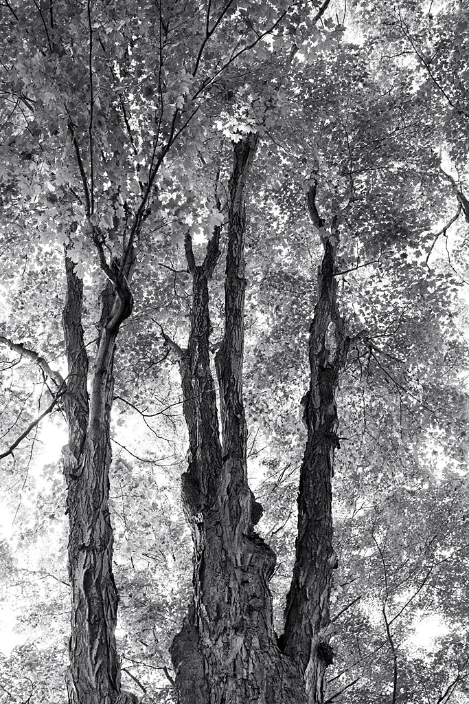 Stand Tall I by Elizabeth Urquhart. SKU 30341h. Archival Giclee Fine art print for wall decor.