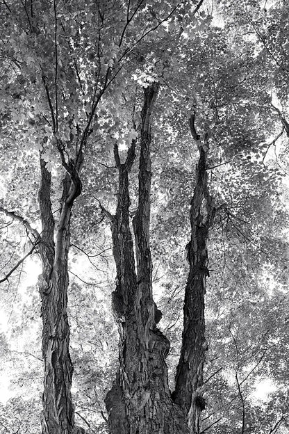 Stand Tall I by Elizabeth Urquhart. SKU 30341h. Archival Giclee Fine art print for wall decor.