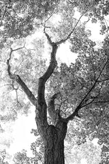 Stand Tall II by Elizabeth Urquhart. SKU 30342h. Archival Giclee Fine art print for wall decor.