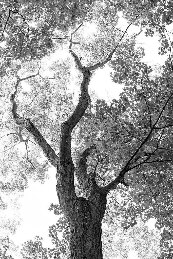 Stand Tall II by Elizabeth Urquhart. SKU 30342h. Archival Giclee Fine art print for wall decor.
