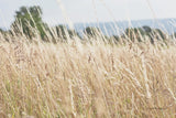 Summer Field I by Elizabeth Urquhart. SKU 74451i. Archival Giclee Fine art print for wall decor.