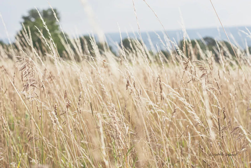 Summer Field I by Elizabeth Urquhart. SKU 74451i. Archival Giclee Fine art print for wall decor.