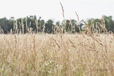 Summer Field II by Elizabeth Urquhart. SKU 74452i. Archival Giclee Fine art print for wall decor.