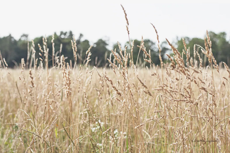 Summer Field II by Elizabeth Urquhart. SKU 74452i. Archival Giclee Fine art print for wall decor.