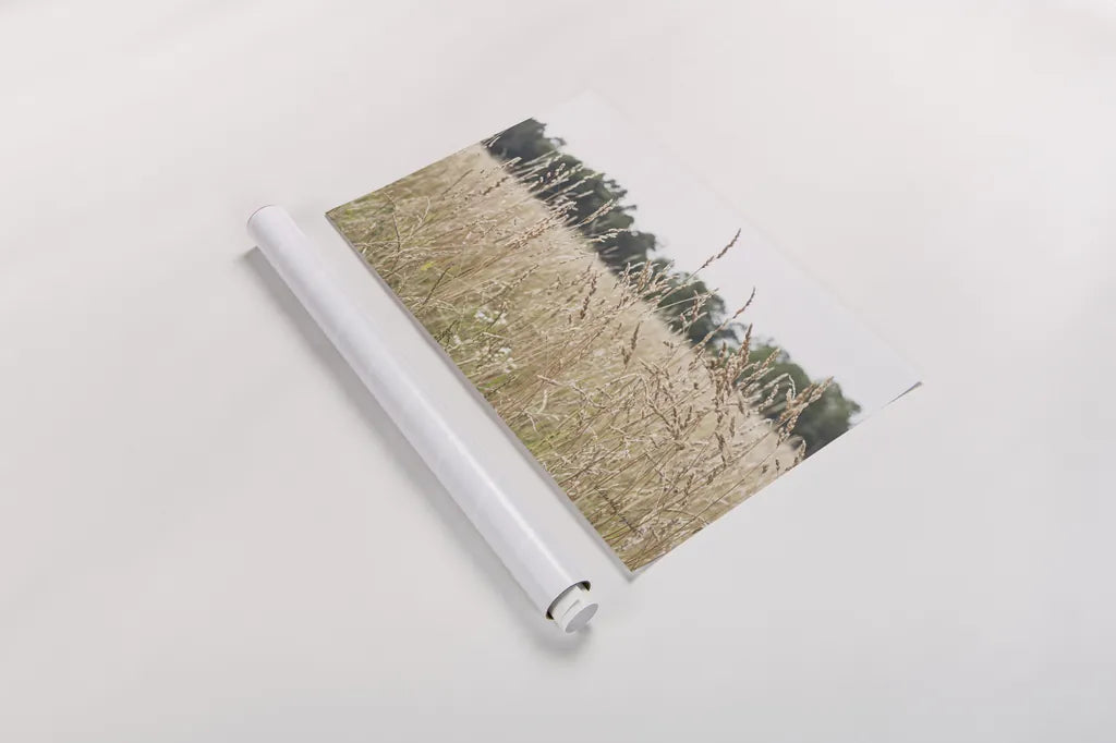 Summer Field II by Elizabeth Urquhart. shown as a rolled paper print. Available as archival giclee rolled canvas, fine art paper, or poster print. SKU 74452i.