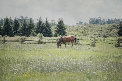 Sun Drenched II by Elizabeth Urquhart. SKU 50760i. Archival Giclee Fine art print for wall decor.