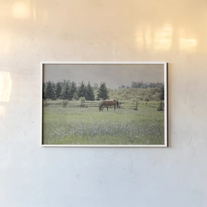 Sun Drenched II by Elizabeth Urquhart. shown as a paper print in a white frame. Available as a archival giclee rolled canvas, fine art paper, or poster print. SKU 50760i.