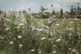 Sun Drenched III by Elizabeth Urquhart. SKU 50761i. Archival Giclee Fine art print for wall decor.