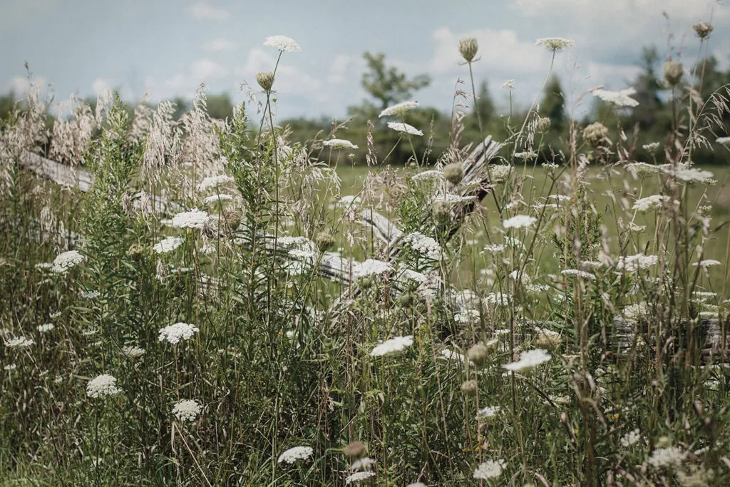 Sun Drenched III by Elizabeth Urquhart. SKU 50761i. Archival Giclee Fine art print for wall decor.