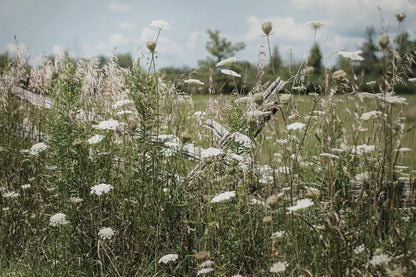 Sun Drenched III by Elizabeth Urquhart. SKU 50761i. Archival Giclee Fine art print for wall decor.