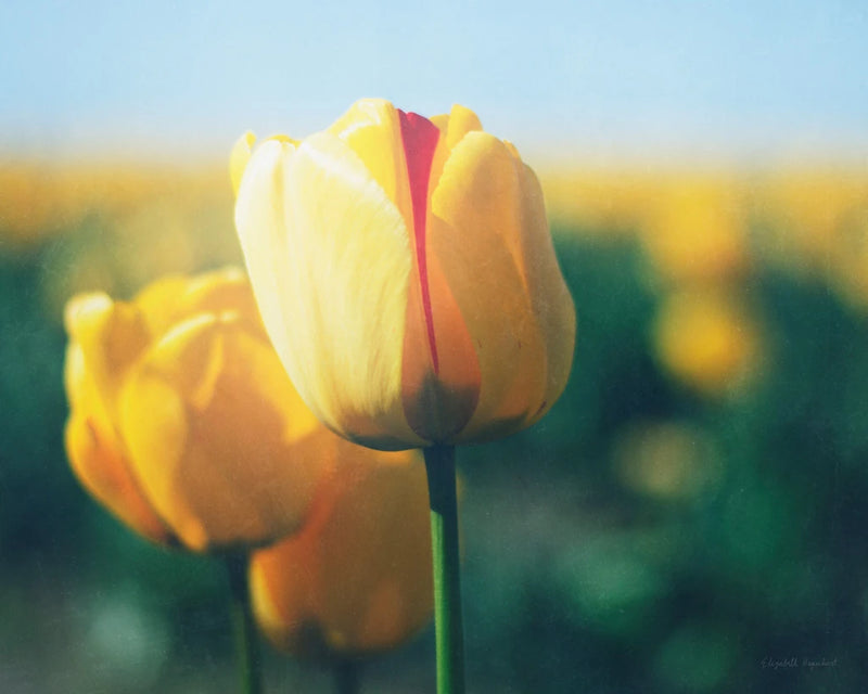 Sunny Blooms I by Elizabeth Urquhart