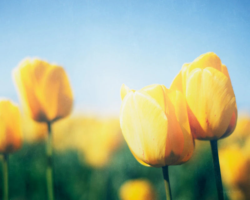 Sunny Blooms II by Elizabeth Urquhart
