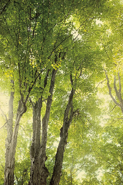 Towering Maples I by Elizabeth Urquhart. SKU 30343h. Archival Giclee Fine art print for wall decor.