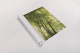 Towering Maples I by Elizabeth Urquhart. shown as a rolled paper print. Available as archival giclee rolled canvas, fine art paper, or poster print. SKU 30343h.