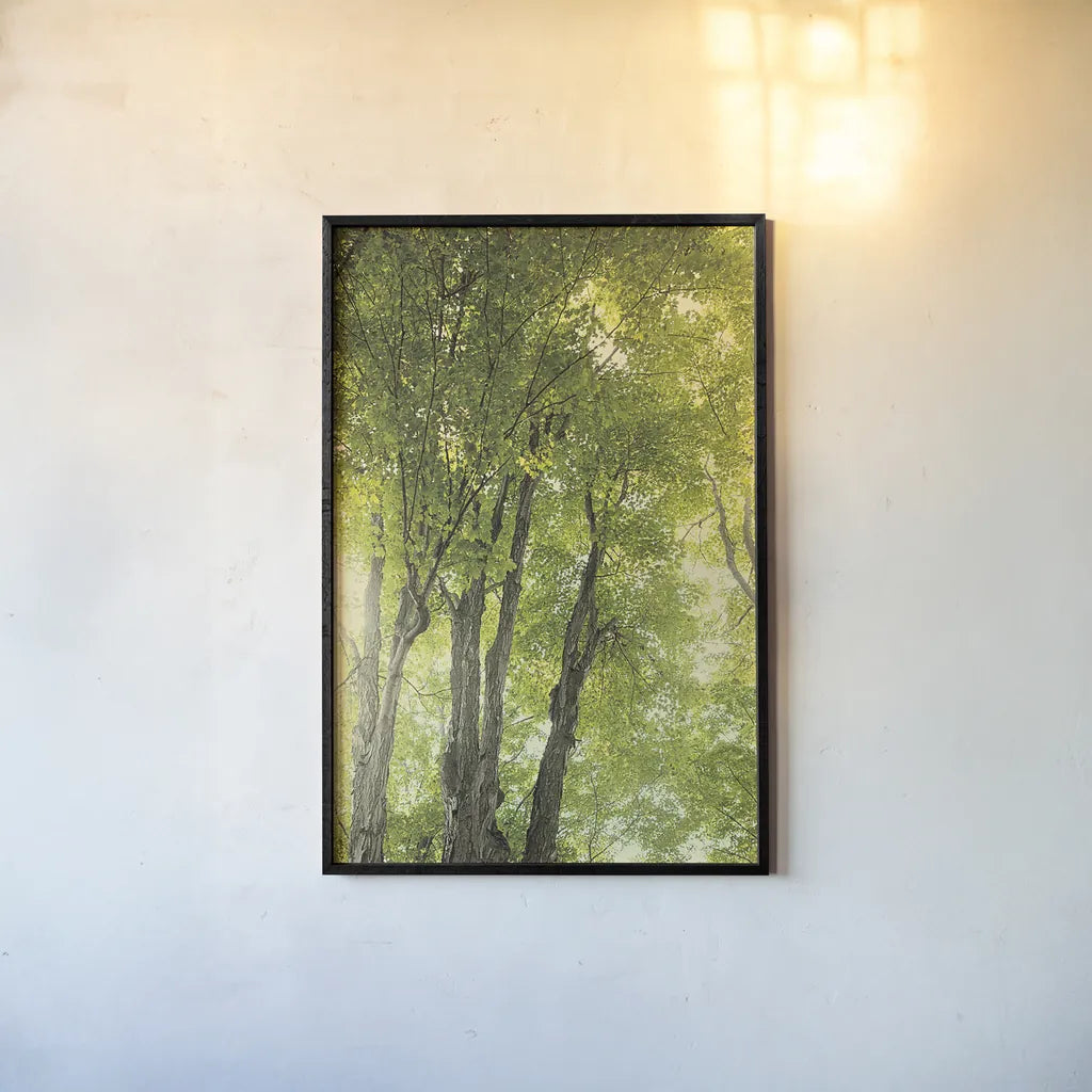 Towering Maples I by Elizabeth Urquhart. shown as a paper print in a black flame. Available as a archival giclee rolled canvas, fine art paper, or poster print. SKU 30343h.
