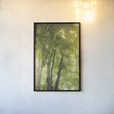 Towering Maples I by Elizabeth Urquhart. shown as a paper print in a black flame. Available as a archival giclee rolled canvas, fine art paper, or poster print. SKU 30343h.