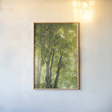 Towering Maples I by Elizabeth Urquhart. shown as a paper print in a natural frame. Available as a archival giclee rolled canvas, fine art paper, or poster print. SKU 30343h.
