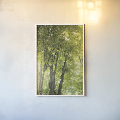 Towering Maples I by Elizabeth Urquhart. shown as a paper print in a white frame. Available as a archival giclee rolled canvas, fine art paper, or poster print. SKU 30343h.