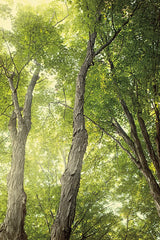 Towering Maples II by Elizabeth Urquhart. SKU 30344h. Archival Giclee Fine art print for wall decor.