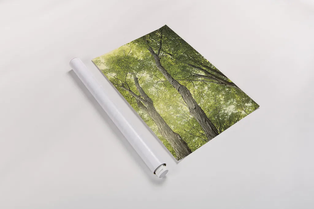 Towering Maples II by Elizabeth Urquhart. shown as a rolled paper print. Available as archival giclee rolled canvas, fine art paper, or poster print. SKU 30344h.