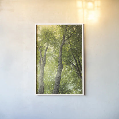 Towering Maples II by Elizabeth Urquhart. shown as a paper print in a white frame. Available as a archival giclee rolled canvas, fine art paper, or poster print. SKU 30344h.