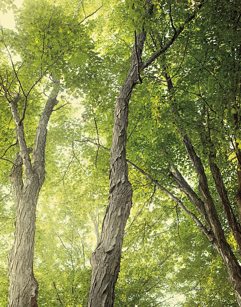Towering Maples II Crop by Elizabeth Urquhart