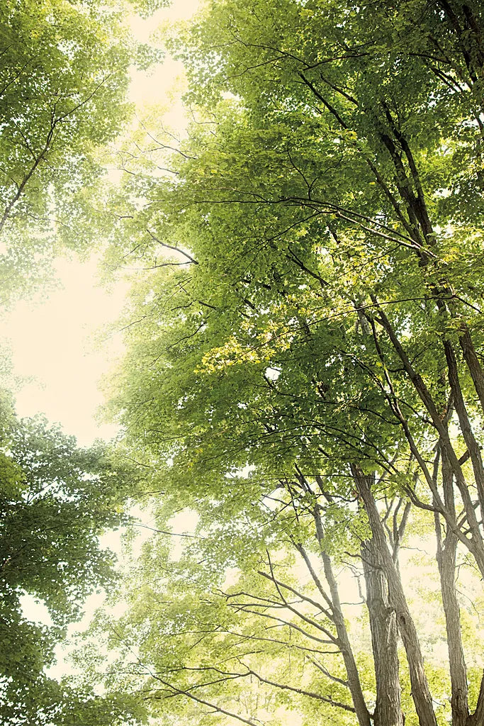 Towering Maples III by Elizabeth Urquhart. SKU 30345h. Archival Giclee Fine art print for wall decor.