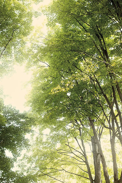 Towering Maples III by Elizabeth Urquhart. SKU 30345h. Archival Giclee Fine art print for wall decor.