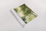 Towering Maples III by Elizabeth Urquhart. shown as a rolled paper print. Available as archival giclee rolled canvas, fine art paper, or poster print. SKU 30345h.