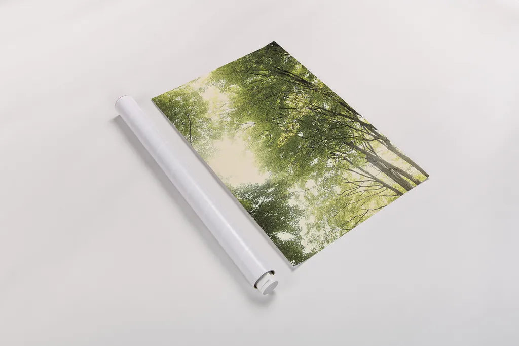 Towering Maples III by Elizabeth Urquhart. shown as a rolled paper print. Available as archival giclee rolled canvas, fine art paper, or poster print. SKU 30345h.