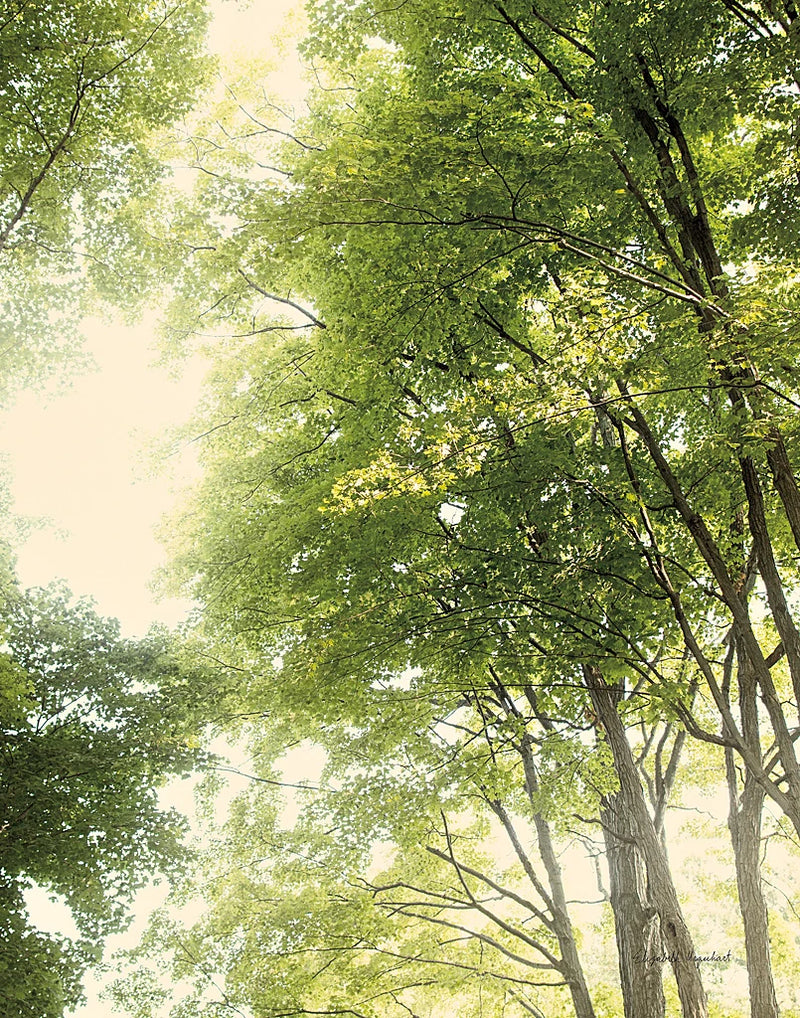 Towering Maples III Crop by Elizabeth Urquhart