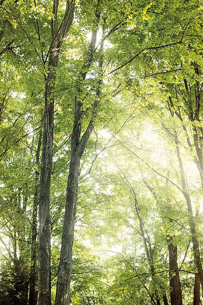 Towering Maples IV by Elizabeth Urquhart. SKU 30346h. Archival Giclee Fine art print for wall decor.
