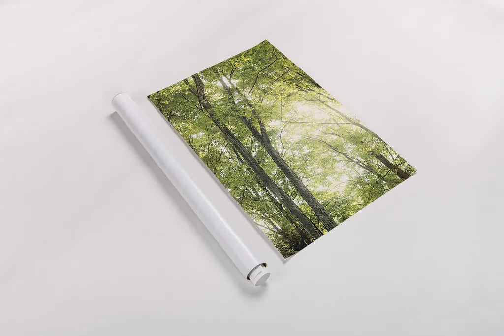 Towering Maples IV by Elizabeth Urquhart. shown as a rolled paper print. Available as archival giclee rolled canvas, fine art paper, or poster print. SKU 30346h.