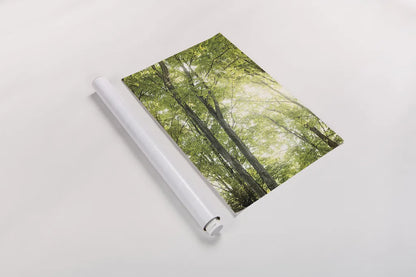 Towering Maples IV by Elizabeth Urquhart. shown as a rolled paper print. Available as archival giclee rolled canvas, fine art paper, or poster print. SKU 30346h.