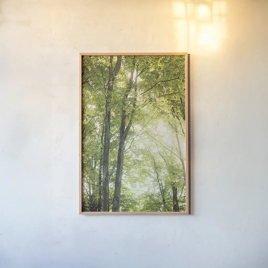 Towering Maples IV by Elizabeth Urquhart. shown as a paper print in a natural frame. Available as a archival giclee rolled canvas, fine art paper, or poster print. SKU 30346h.